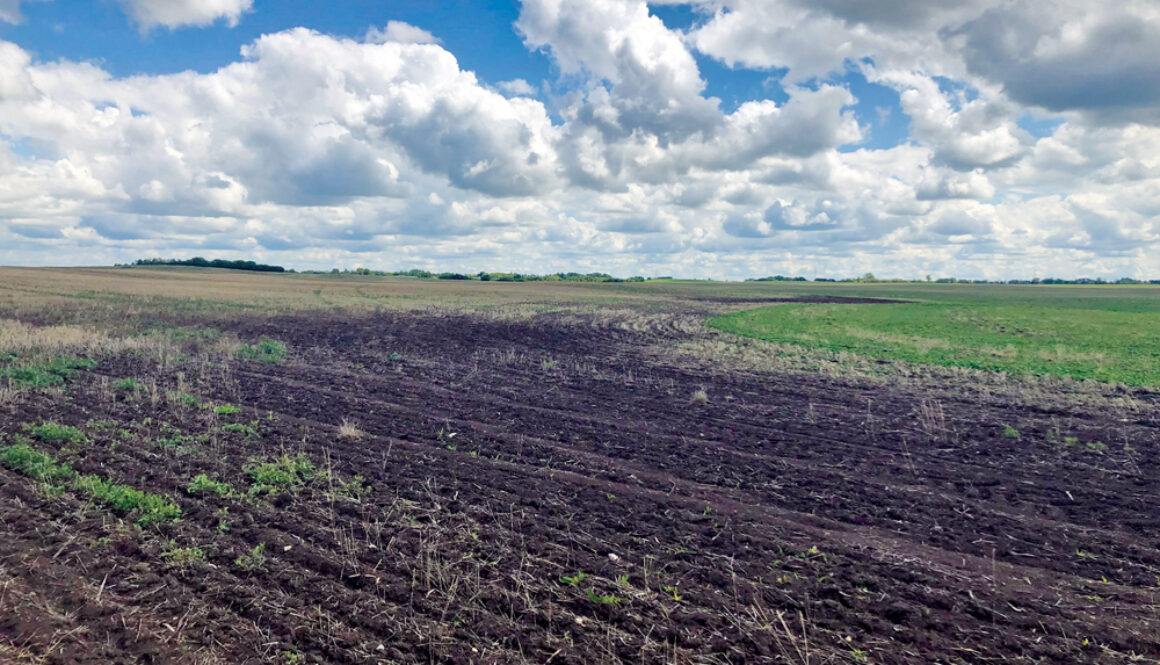 Cutline_casebook_patchy_canola_field