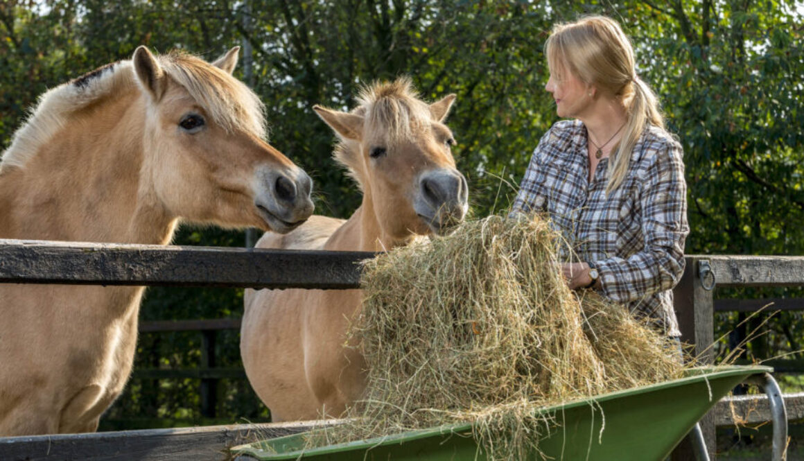 Woman feeding her horses