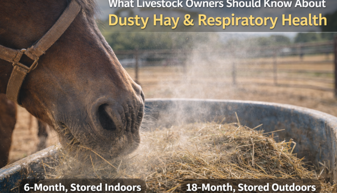 What Livestock Owners Should Know About Dusty Hay and Respiratory Health